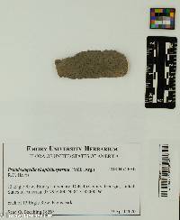 Image of Pseudosagedia rhaphidosperma