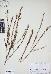 Epifagus virginiana image