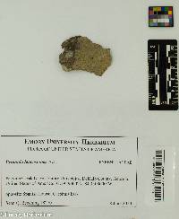 Image of Pyrenula leucostoma