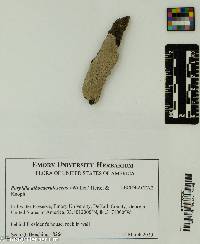 Image of Porpidia albocaerulescens