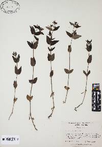Houstonia purpurea image