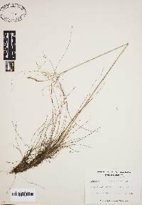 Deschampsia flexuosa image