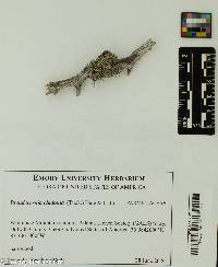 Image of Pseudevernia cladonia