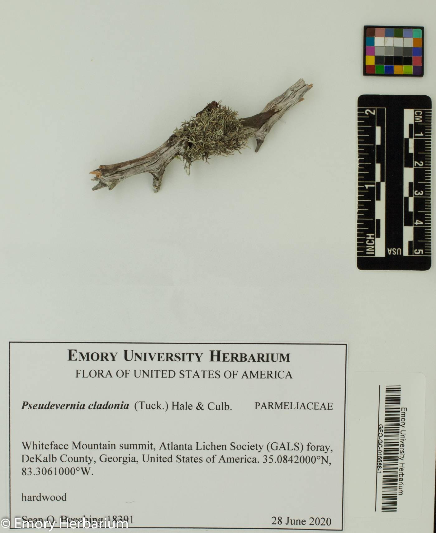 Pseudevernia cladonia image