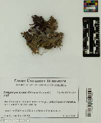 Image of Peltigera praetextata