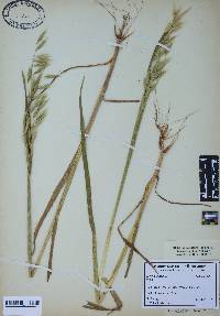 Avena sativa image