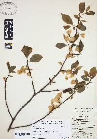 Halesia carolina image