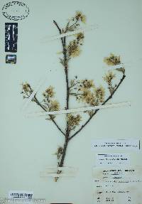 Amelanchier canadensis image