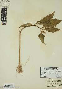 Datura stramonium image