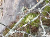 Canoparmelia texana image