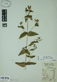 Gentianella quinquefolia image