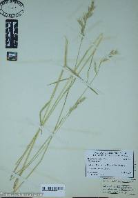 Danthonia sericea image