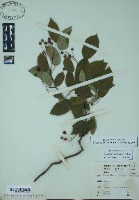 Amelanchier canadensis image