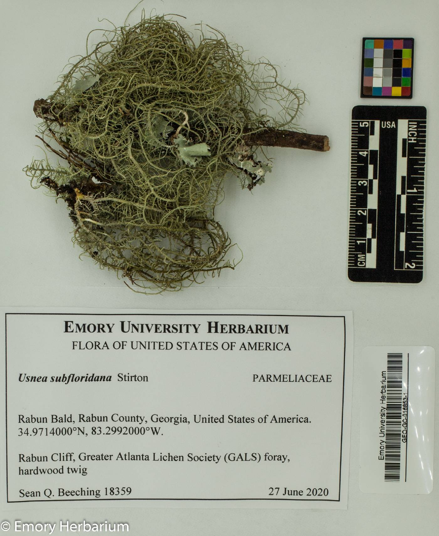 Usnea subfloridana image