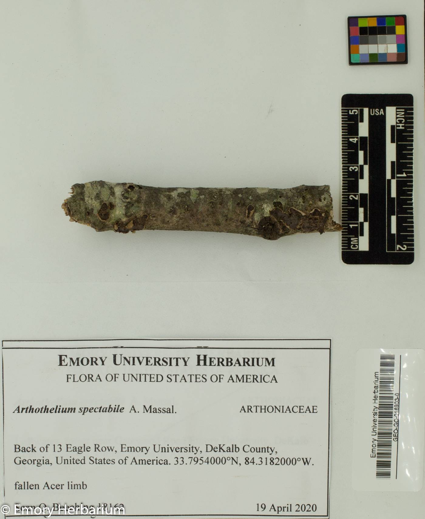 Arthothelium spectabile image