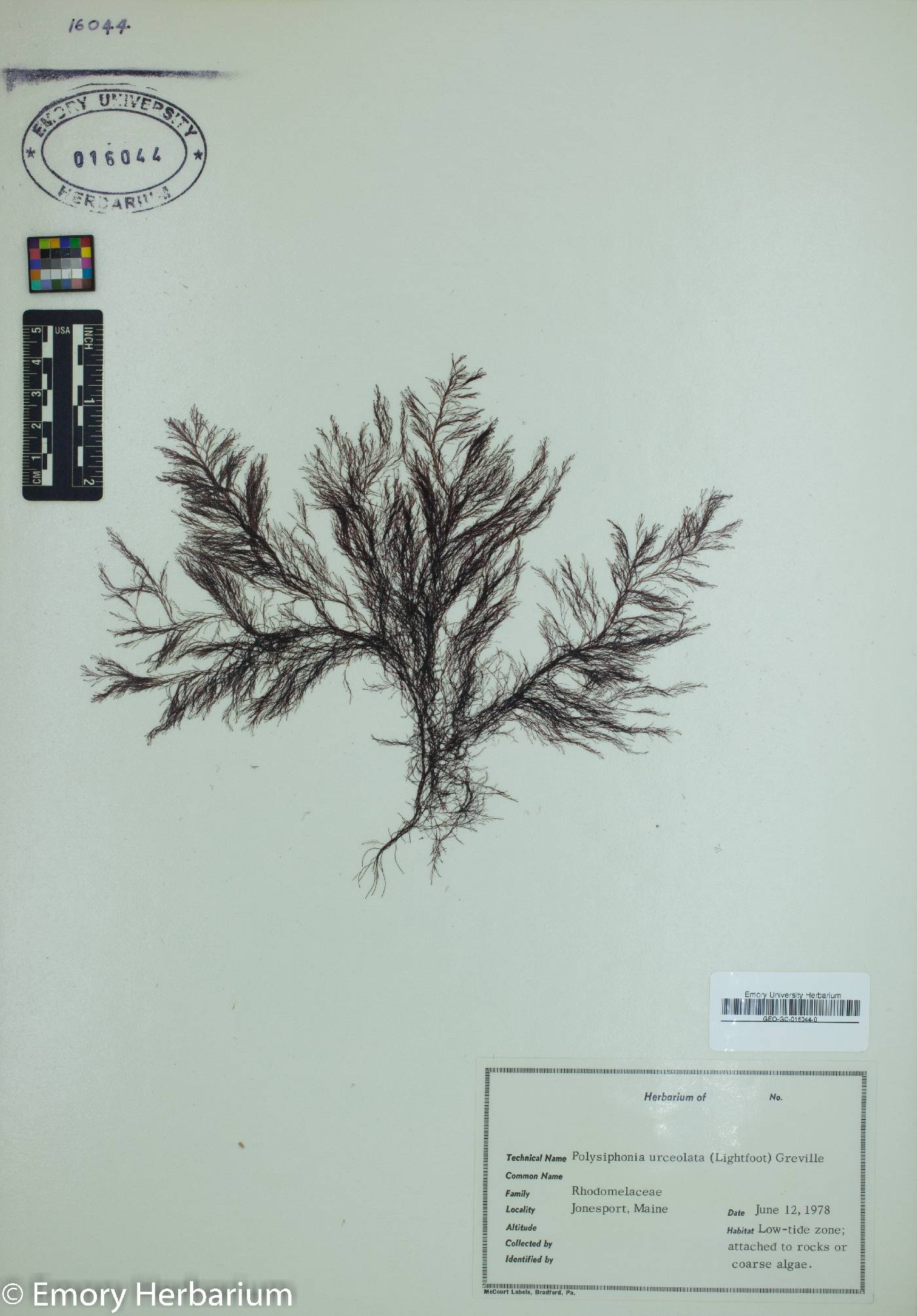 Polysiphonia urceolata image