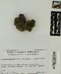 Image of Cladonia peziziformis