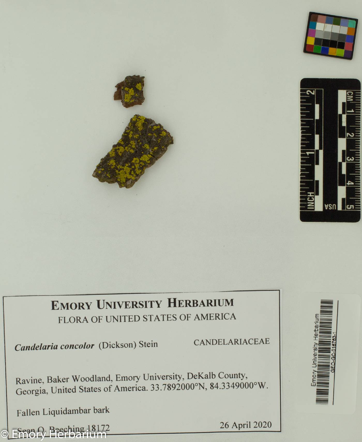 Candelaria image