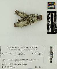 Image of Parmotrema hypotropum