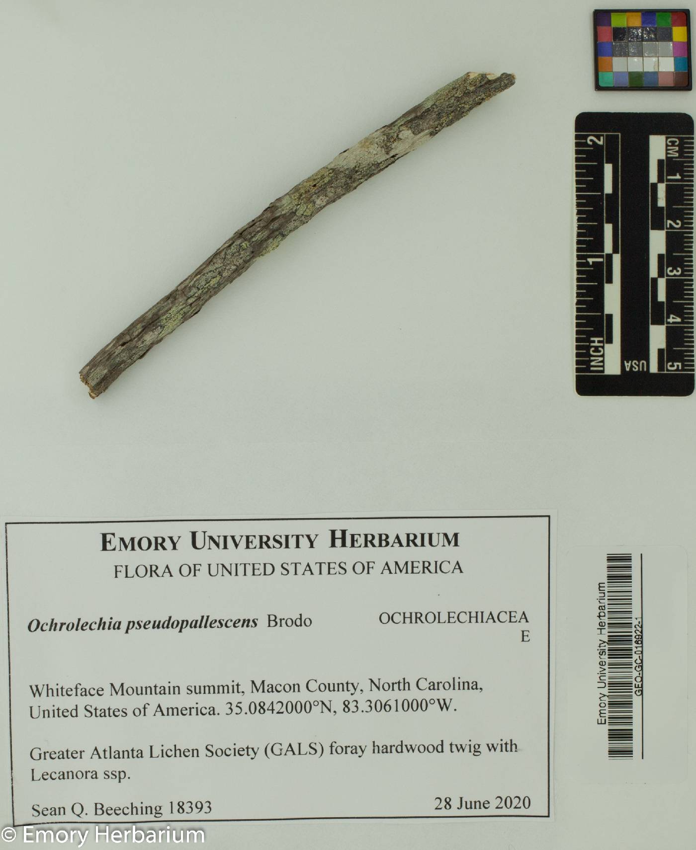 Ochrolechia pseudopallescens image