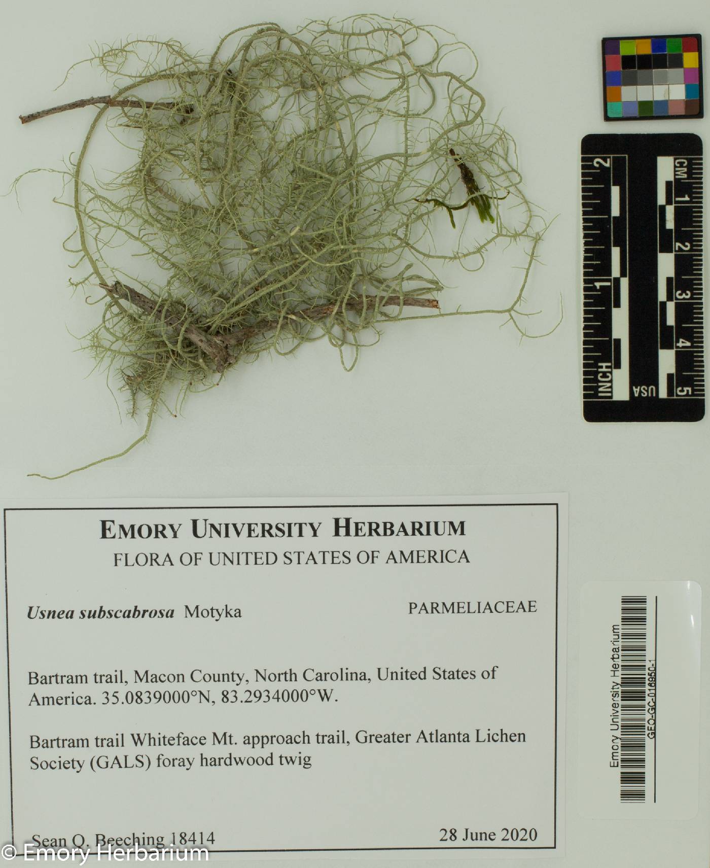 Usnea subscabrosa image