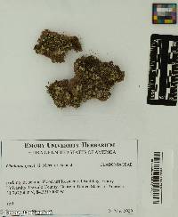 Cladonia grayi image