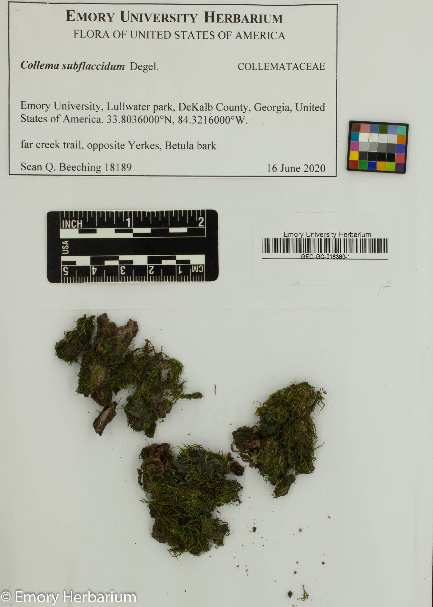 Collema image
