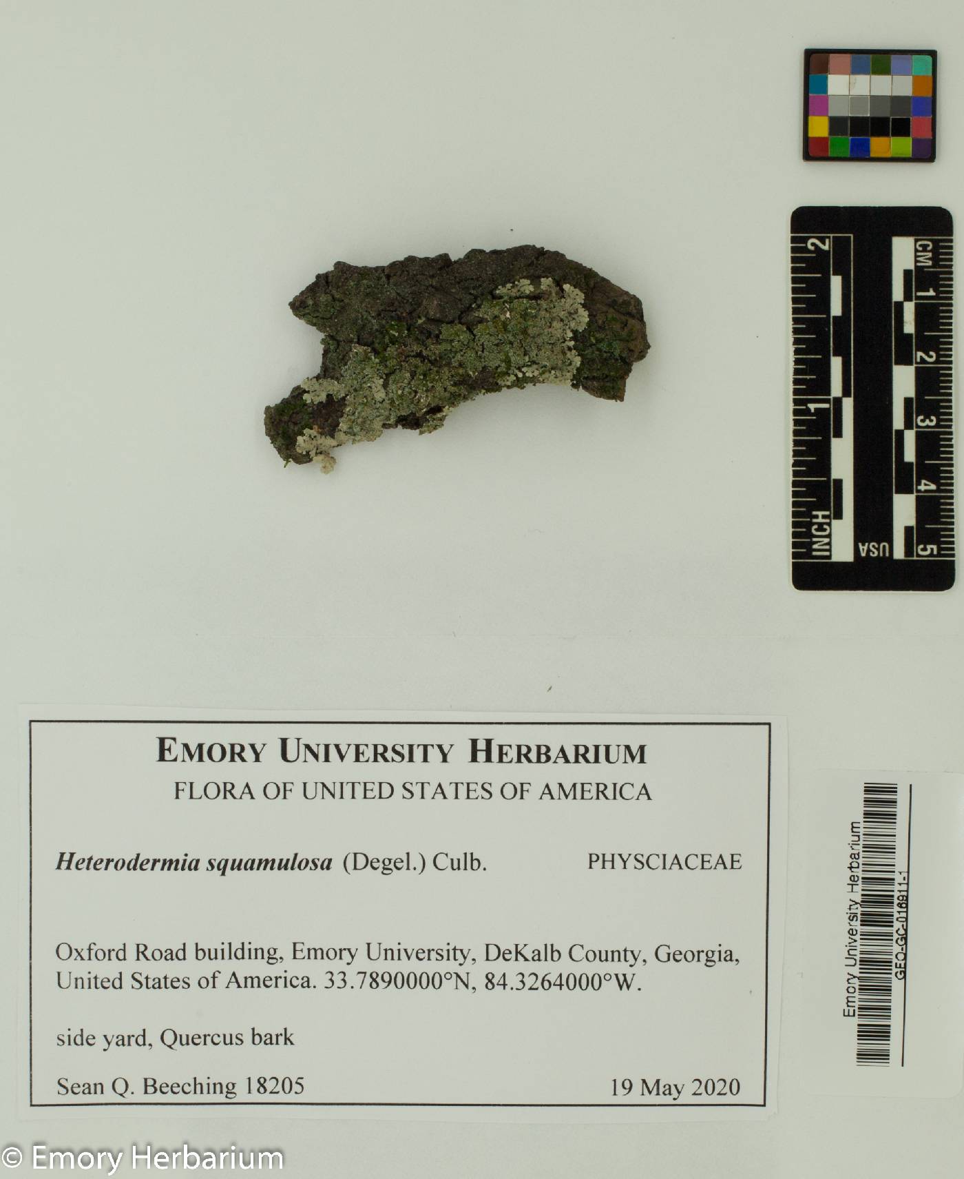 Polyblastidium squamulosum image
