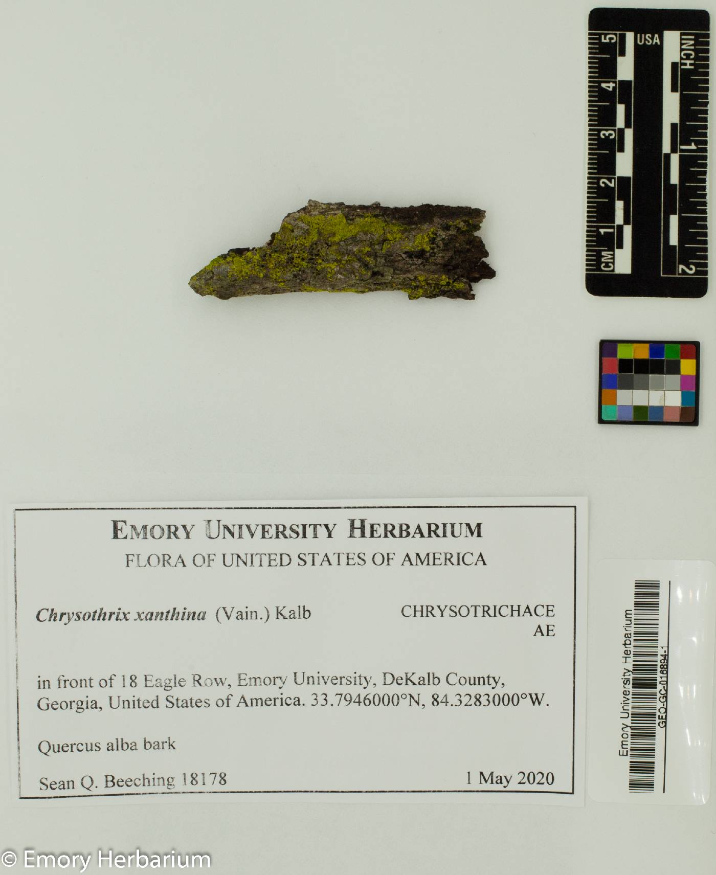 Chrysothrix xanthina image