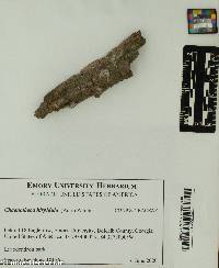 Image of Chaenotheca hispidula