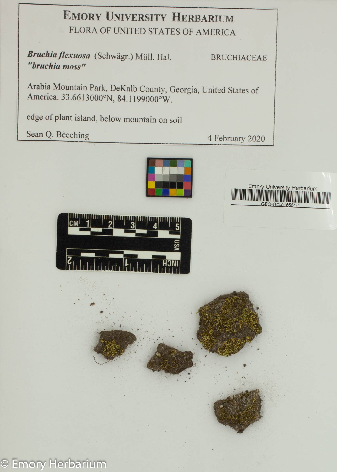 Bruchia flexuosa image
