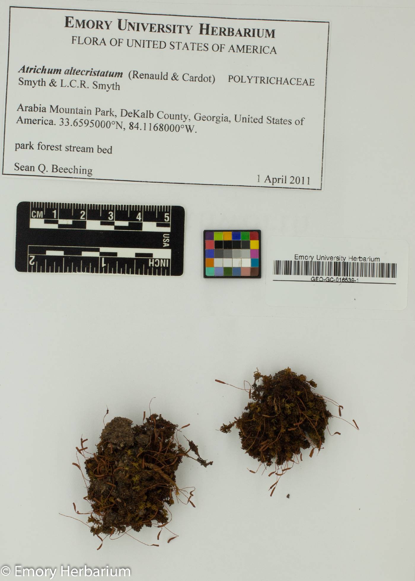 Atrichum altecristatum image