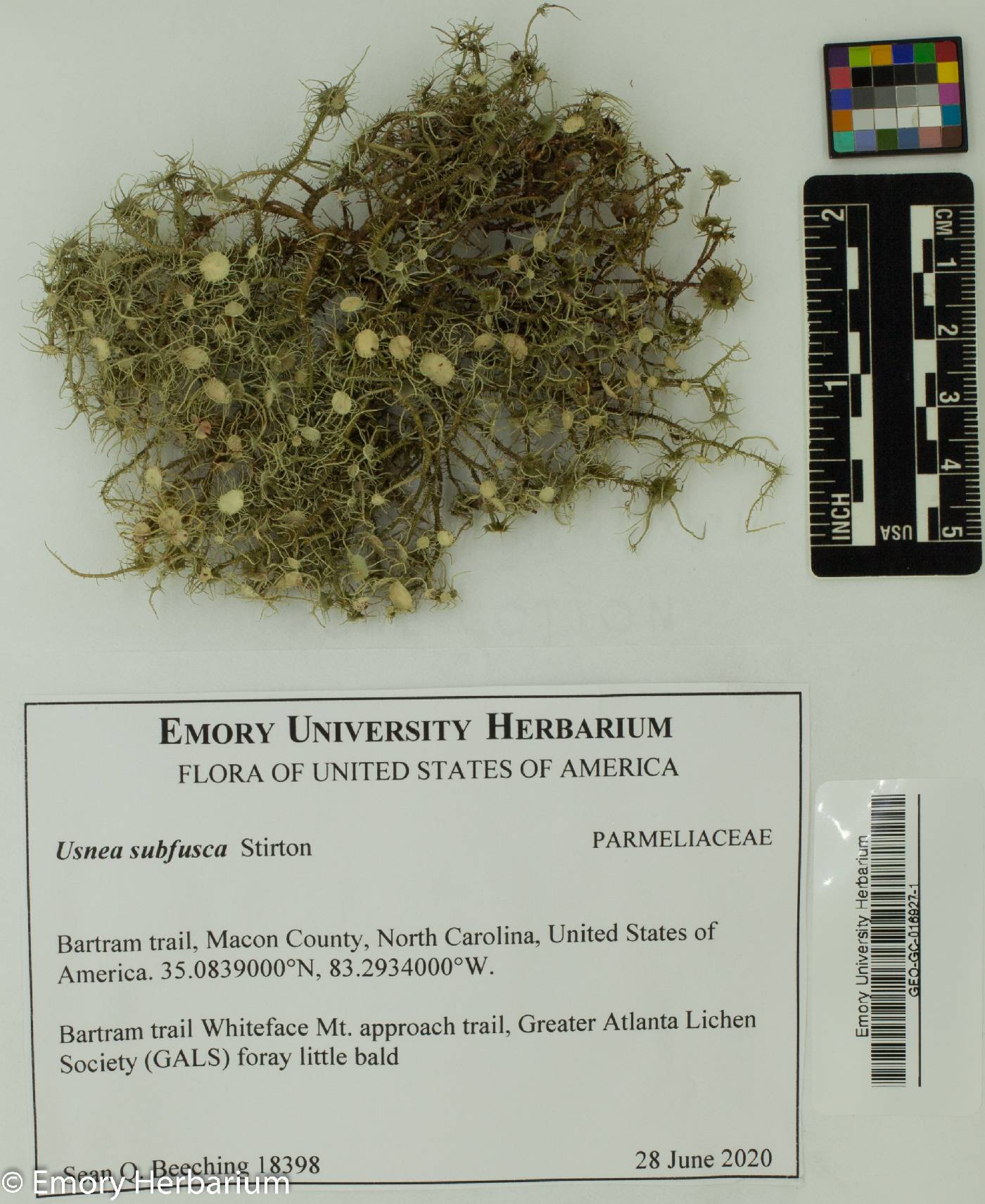 Usnea subfusca image