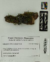 Image of Leptogium corticola