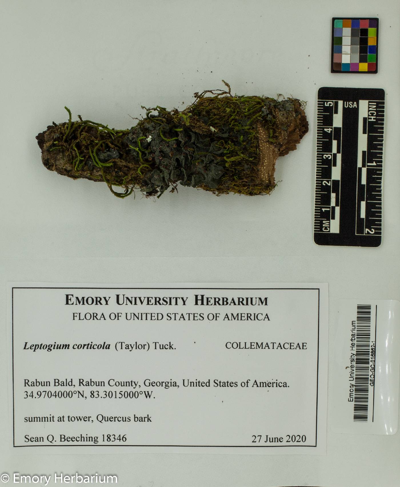 Leptogium corticola image