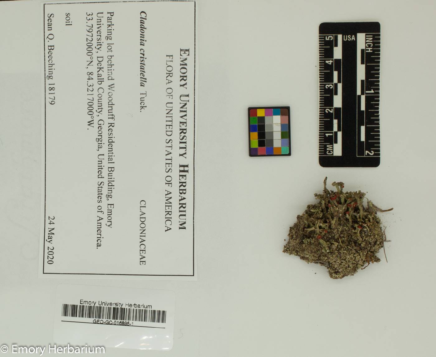 Cladonia cristatella image