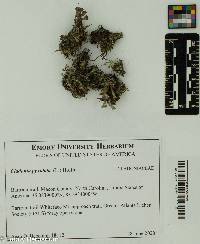 Image of Cladonia pyxidata