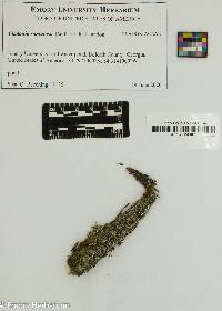 Image of Cladonia ramulosa