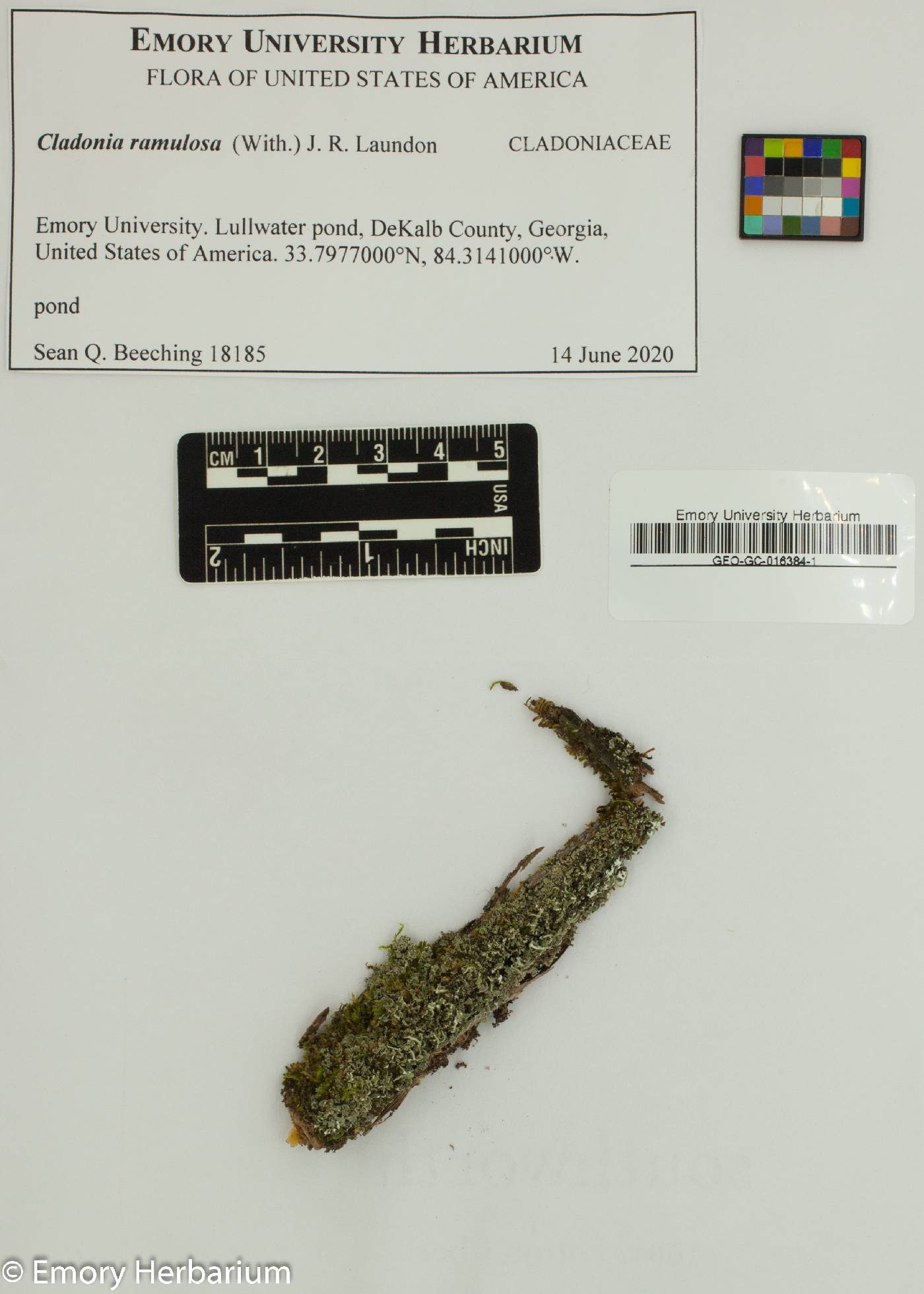 Cladonia ramulosa image