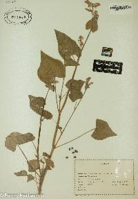 Fagopyrum esculentum image