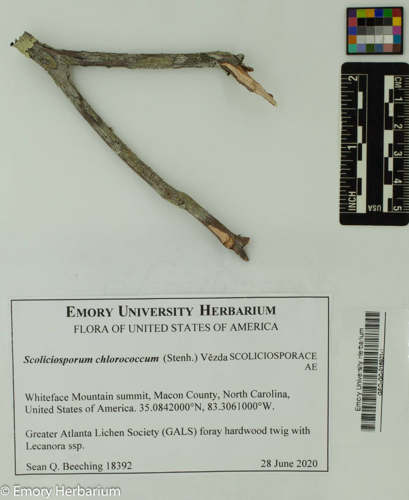 Scoliciosporum chlorococcum image