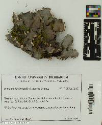 Image of Peltigera horizontalis