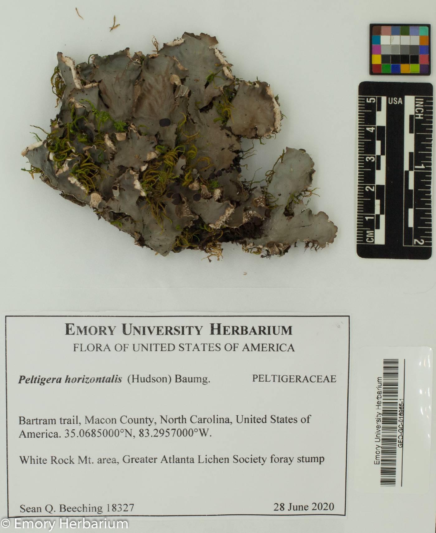 Peltigera horizontalis image