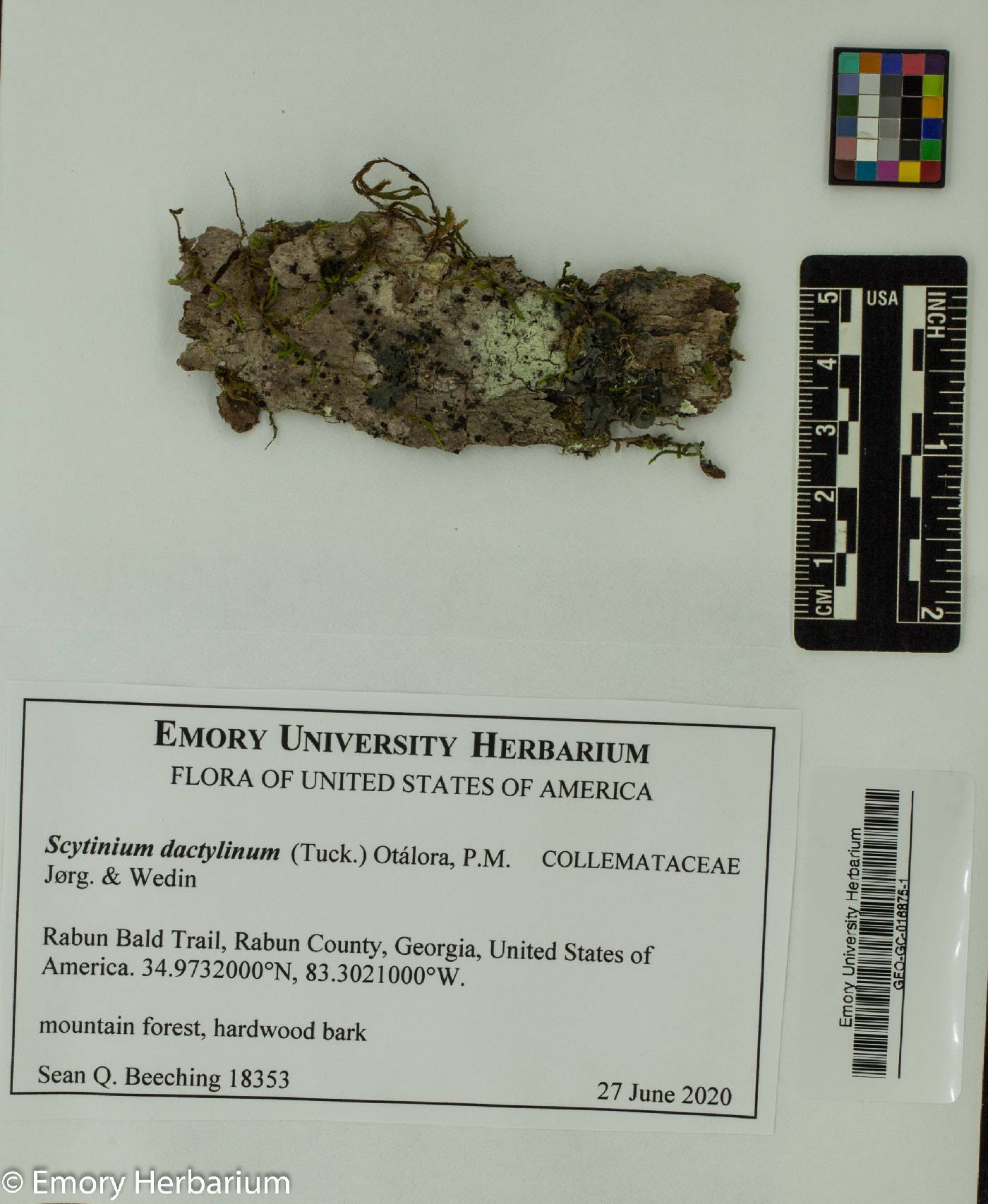 Scytinium dactylinum image