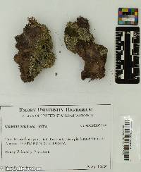 Cladonia macilenta image