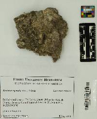 Image of Bacidina egenula