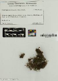 Image of Lindbergia brachyptera