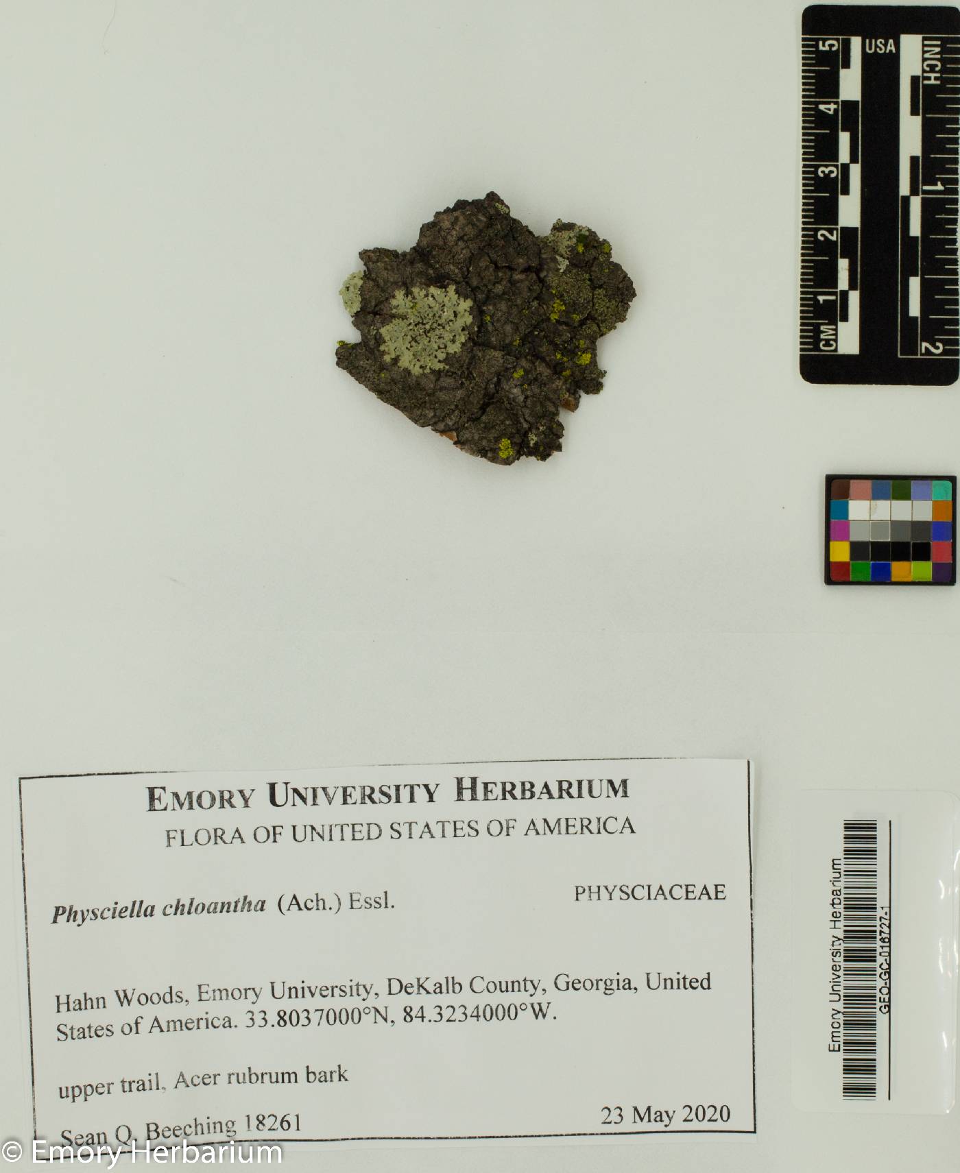 Physciella chloantha image