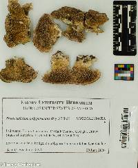 Phaeocalicium polyporaeum image