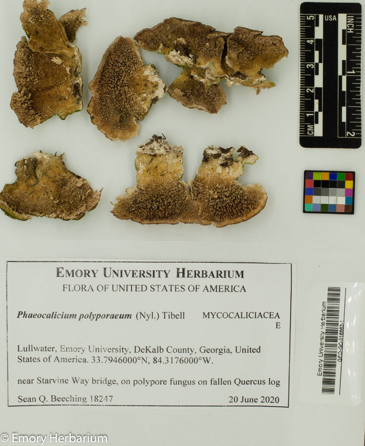 Phaeocalicium polyporaeum image